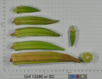 Click for 2 image(s) for this accession. FRUIT