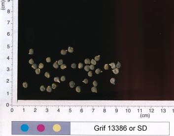 column SEED
