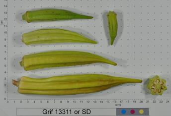 Click for 2 image(s) for this accession. FRUIT