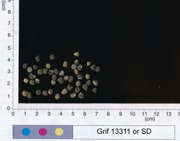 column SEED