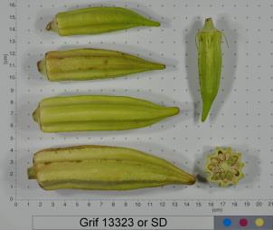 Click for 2 image(s) for this accession. FRUIT