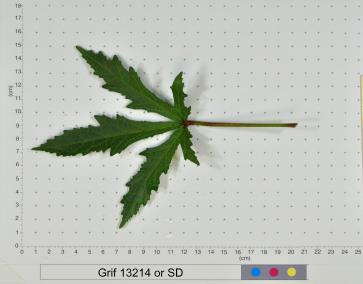 column LEAF