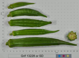 Click for 2 image(s) for this accession. FRUIT