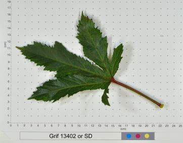 column LEAF