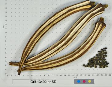 column FRUIT