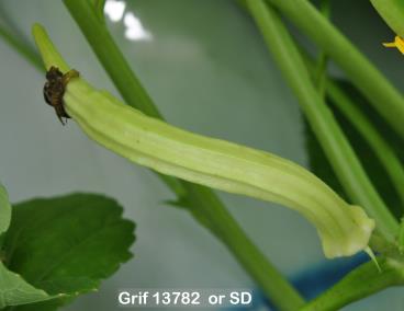 column FRUIT