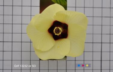 column FLOWER
