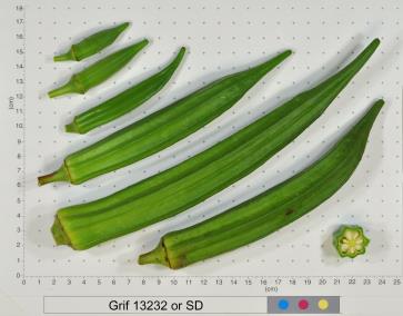 Click for 5 image(s) for this accession. FRUIT
