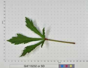 column LEAF