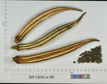 column FRUIT