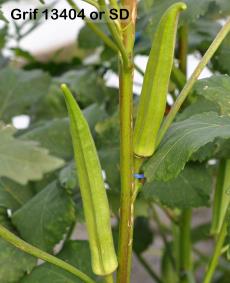 column FRUIT