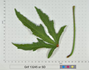 column LEAF