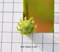 Click for 5 image(s) for this accession.