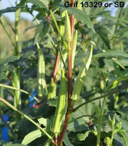 column FRUIT