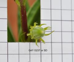 Click for 5 image(s) for this accession.