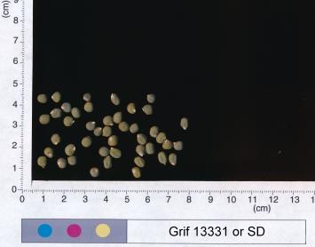 column SEED