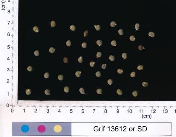 column SEED