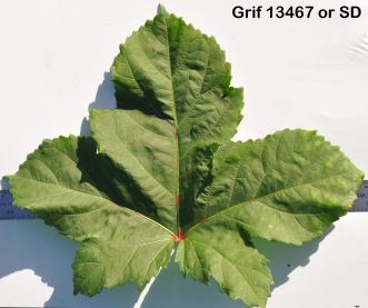 column Leaf