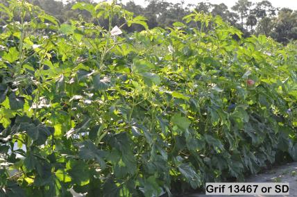 column Plant