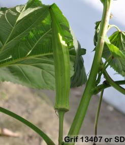 column FRUIT
