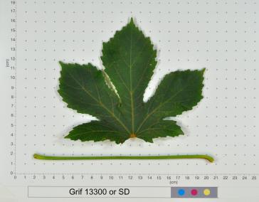 column LEAF
