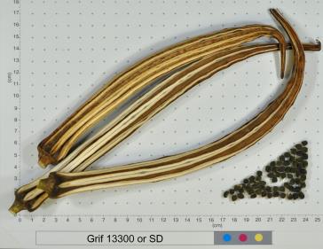 column FRUIT