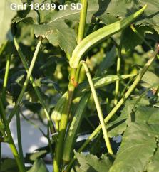 column FRUIT