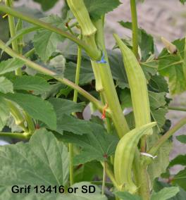 column FRUIT