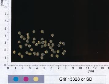 column SEED