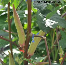 column FRUIT