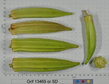 Click for 2 image(s) for this accession. FRUIT
