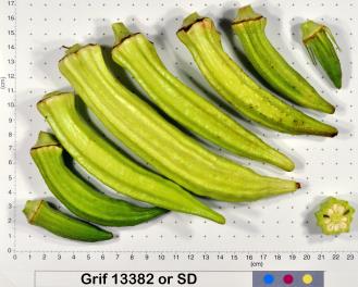 column Fruit