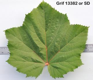 column Leaf