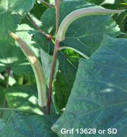 column FRUIT