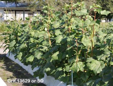 column Plant