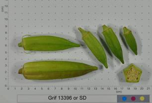 Click for 2 image(s) for this accession. FRUIT