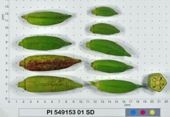 column Fruit