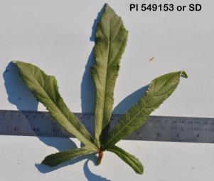 column Leaf