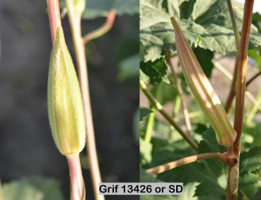 column FRUIT