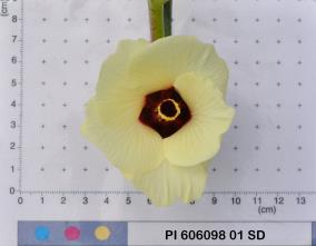 column Flower