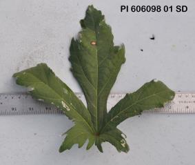 column Leaf
