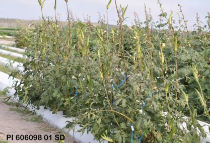 column Plant