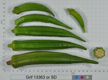 Click for 2 image(s) for this accession. FRUIT
