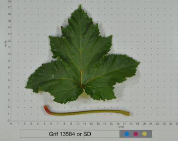 column LEAF