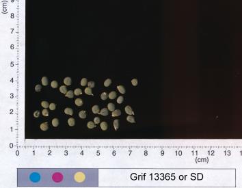column SEED