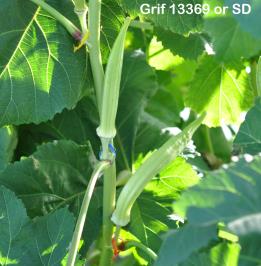 column FRUIT