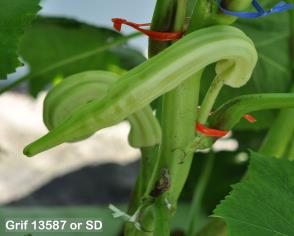 column FRUIT