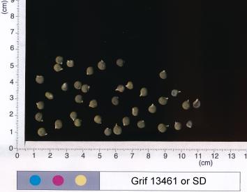 column SEED