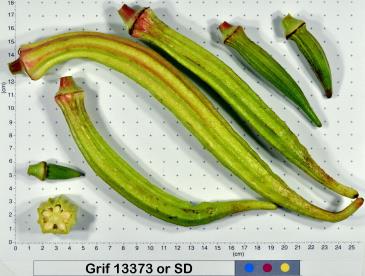 column Fruit