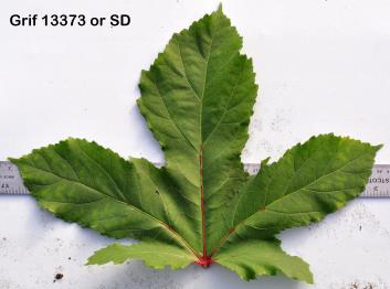 column Leaf